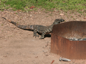 Campsite visitor