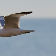seagull