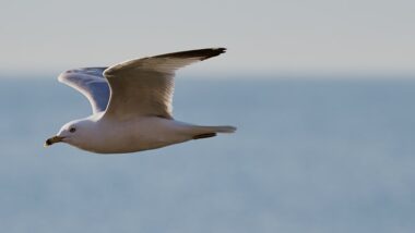 seagull