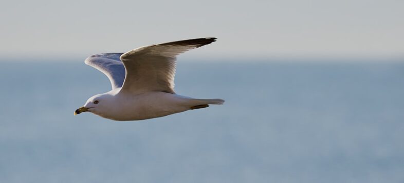 seagull